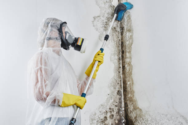 Best Certified Mold Removal  in Magnolia, AR