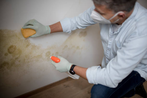 Mold Removal Process in Magnolia, AR
