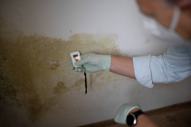Best Black Mold Removal  in Magnolia, AR