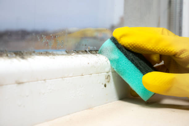 Certified Mold Removal in Magnolia, AR