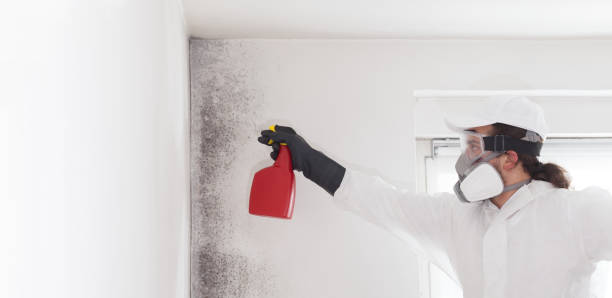 Best Commercial Mold Removal  in Magnolia, AR