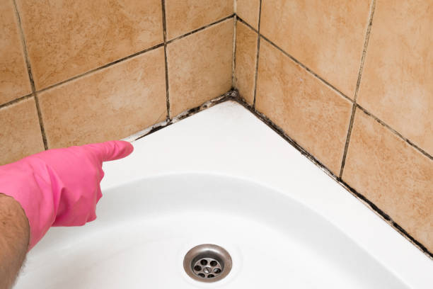Best Mold Removal Specialists  in Magnolia, AR